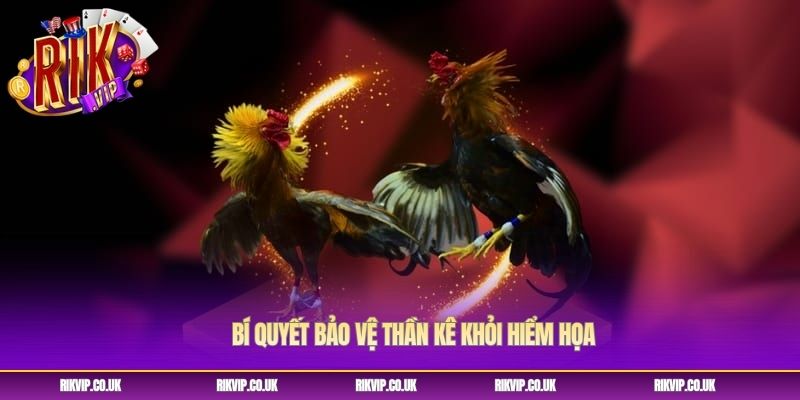 Bí quyết bảo vệ thần kê khỏi hiểm họa