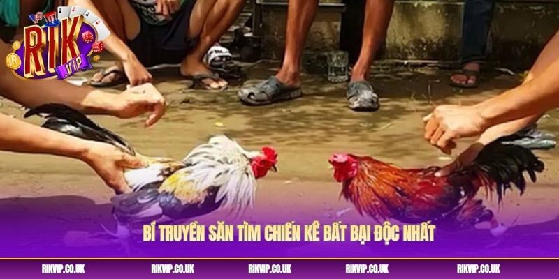 Bí truyền săn tìm chiến kê bất bại độc nhất Bí truyền săn tìm chiến kê bất bại độc nhất