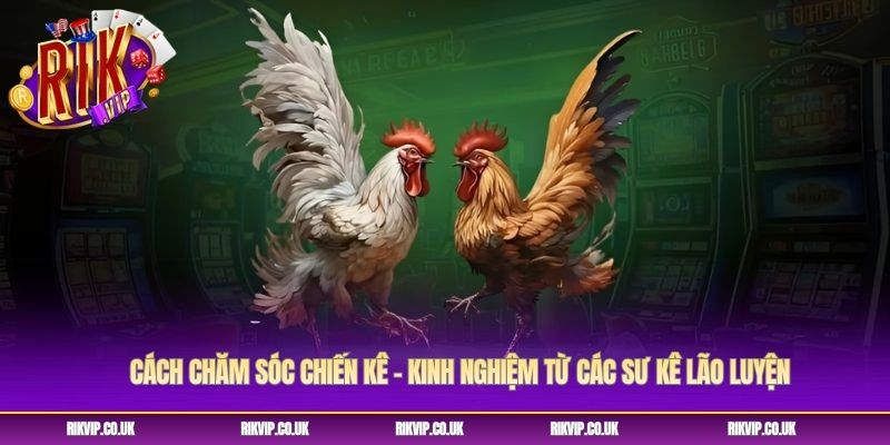 Cách Chăm Sóc Chiến Kê - Kinh Nghiệm Từ Các Sư Kê Lão Luyện
