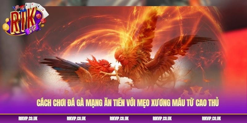 Cách Chơi Đá Gà Mạng Ăn Tiền Với Mẹo Xương Máu Từ Cao Thủ