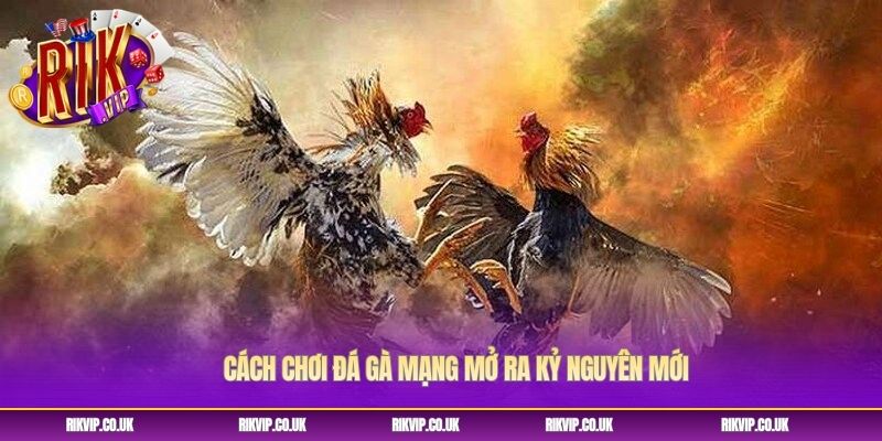 Cách chơi đá gà mạng mở ra kỷ nguyên mới Cách chơi đá gà mạng mở ra kỷ nguyên mới