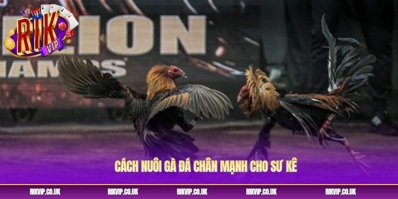 Cách nuôi gà đá chân mạnh cho sư kê Cách nuôi gà đá chân mạnh cho sư kê
