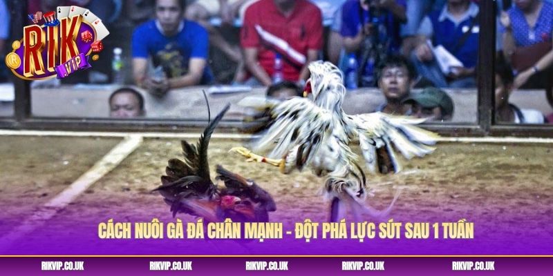Cách Nuôi Gà Đá Chân Mạnh - Đột Phá Lực Sút Sau 1 Tuần