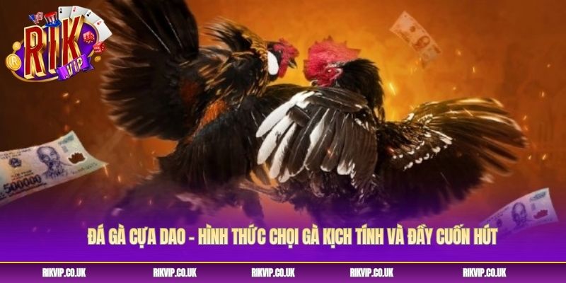 Đá Gà Cựa Dao - Hình Thức Chọi Gà Kịch Tính Và Đầy Cuốn Hút