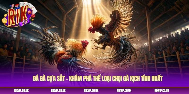 Đá Gà Cựa Sắt - Khám Phá Thể Loại Chọi Gà Kịch Tính Nhất