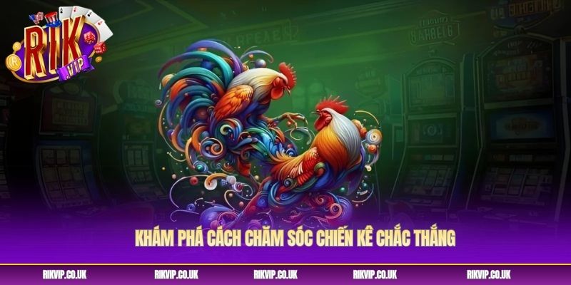 Khám phá cách chăm sóc chiến kê chắc thắng