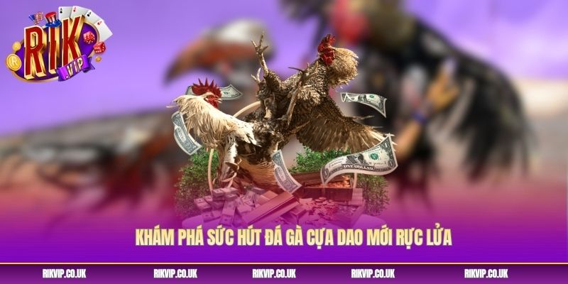 Khám phá sức hút đá gà cựa dao mới rực lửa Khám phá sức hút đá gà cựa dao mới rực lửa