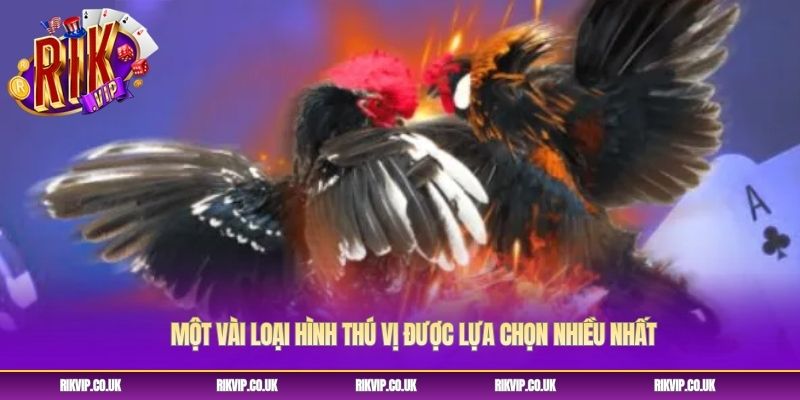 Một vài loại hình thú vị được lựa chọn nhiều nhất Một vài loại hình thú vị được lựa chọn nhiều nhất