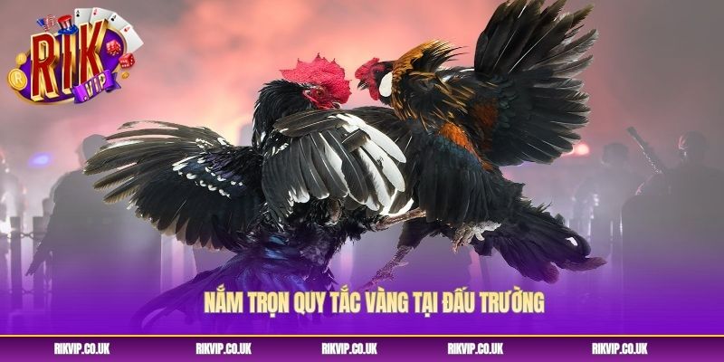 Nắm trọn quy tắc vàng tại đấu trường Nắm trọn quy tắc vàng tại đấu trường