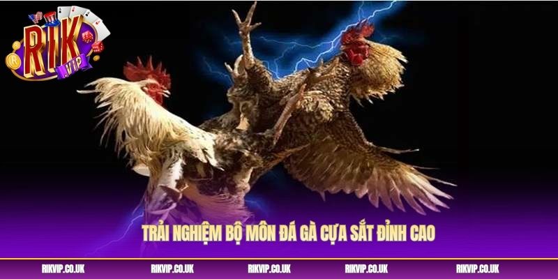 Trải nghiệm bộ môn đá gà cựa sắt đỉnh cao Trải nghiệm bộ môn đá gà cựa sắt đỉnh cao