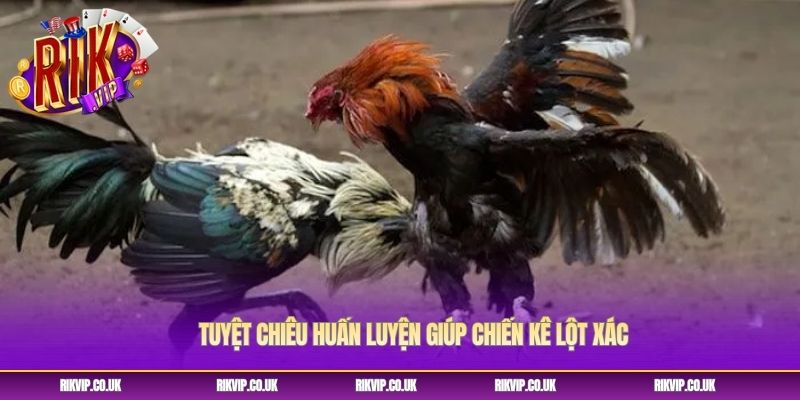 Tuyệt chiêu huấn luyện giúp chiến kê lột xác Tuyệt chiêu huấn luyện giúp chiến kê lột xác