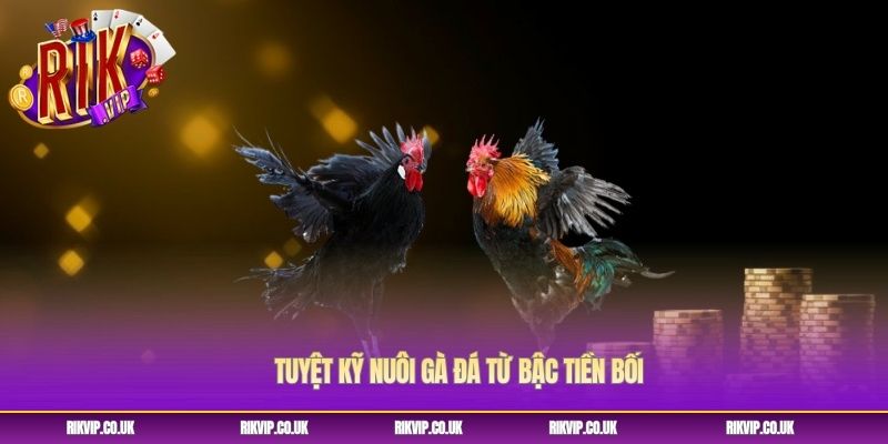 Tuyệt kỹ nuôi gà đá từ bậc tiền bối