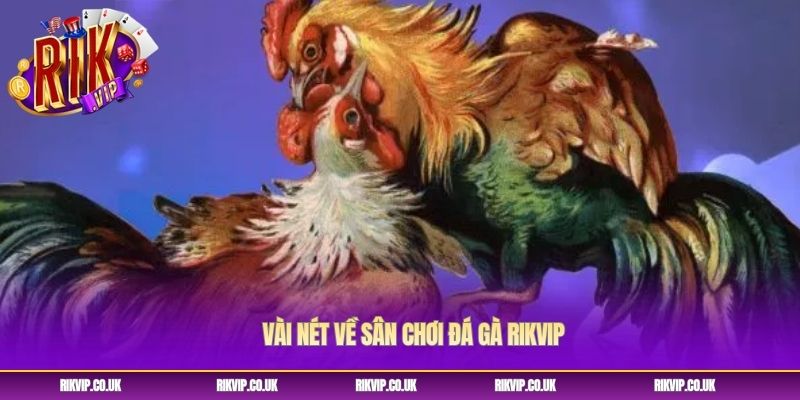 Vài nét về sân chơi đá gà Rikvip Vài nét về sân chơi đá gà Rikvip